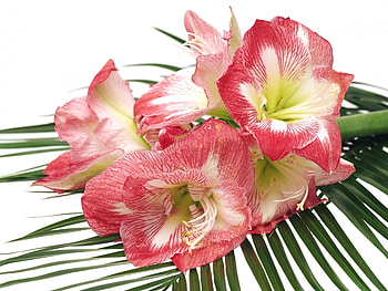 Plants, Flowers HD wallpaper