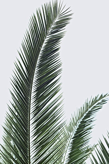 Close-up of green palm leaves set against a soft gray sky, evoking tranquility and tropical vibes. HD phone wallpaper