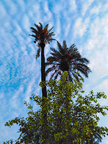 Tree, cloud, sky, Parizaad, Christmas trees, Blue, Jummah Mubarak, Black, Money heist, Pubg, Green HD phone wallpaper