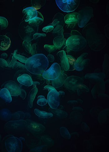 Animals, Jellyfish, Transparent, Dark, Underwater World HD phone wallpaper