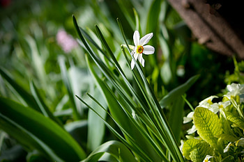 Nature, Macro, Greens, Narcissus HD wallpaper