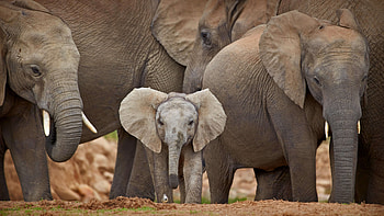 Elephants, ears, animal, truck, elephant HD wallpaper
