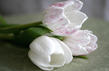 Flowers, Tulips, To Lie Down, Lie, Close-Up, Three HD wallpaper