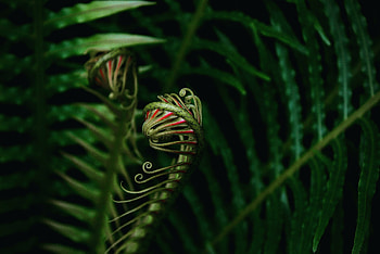 Close up, fern leaves, plants HD wallpaper