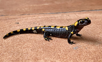 Fire salamander in its habitat, Captivating wildlife , Inaturalist's reptile collection, Nature's wonders HD wallpaper