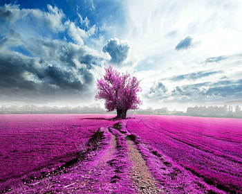 Pink field, sky, nature, field, tree HD wallpaper