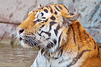 Animals, Muzzle, Striped, Predator, Tiger HD wallpaper