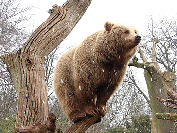 Animals, Rain, Wood, Forest, Tree, Bear HD wallpaper