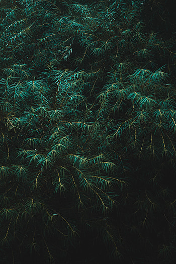 Leaves, Drops, Dark, Branches, Branch HD phone wallpaper
