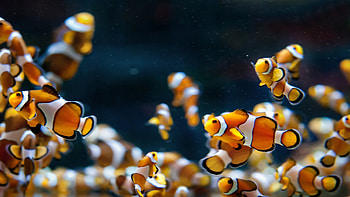 Macro animals, Clownfish close-up, , Underwater graphy HD wallpaper