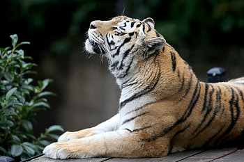 Siberian Tiger , tiger, animals HD wallpaper