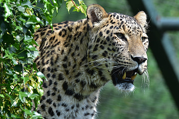 Animals, Leopard, Predator, Big Cat, Fangs HD wallpaper