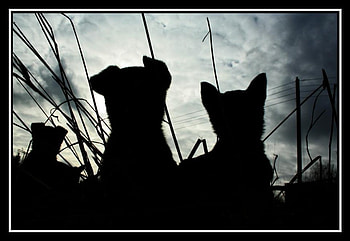 Watch the Skies, dogs, feline, cat, puppy, animals, canine, sky, watching, silhouette HD wallpaper