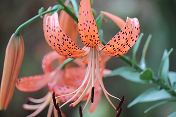 day lily, black, orang, flower, lily HD wallpaper