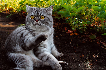 Animals, Grass, Cat, To Lie Down, Lie, Fright HD wallpaper