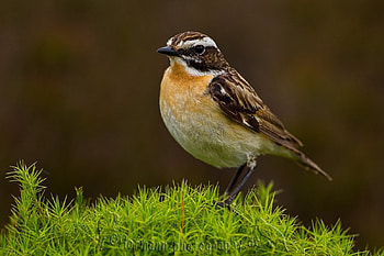 Whinchat, Songbirds, Birds, Wildlife HD wallpaper