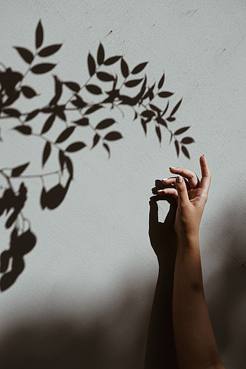 Hand, Miscellanea, Miscellaneous, Branch, Shadow, Wall HD phone wallpaper