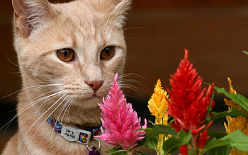 *** Cat with flowers ***, animal, animals, cats, cat, flowers HD wallpaper