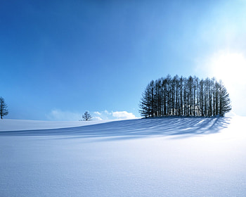 Winter in Japan, winter, blue sky, shadows, pine trees, japan, snowyfield, beautiful, hill HD wallpaper