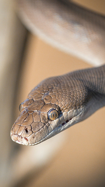 Olive python, Snakes HD phone wallpaper