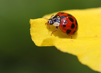 Macro, Sheet, Leaf, Insect, Ladybird, Ladybug HD wallpaper