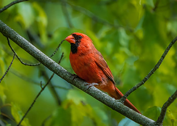 Animals, Feather, Bird, Branch, Red Cardinal, Cardinal HD wallpaper