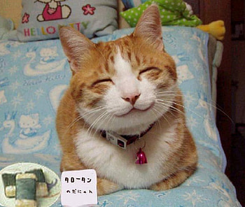 DONT WORRY BE HAPPY PURR, SMILE, ADORABLE, CUTE, CAT HD wallpaper