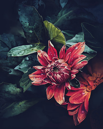 Art, Drops, Flower, Dahlia HD phone wallpaper