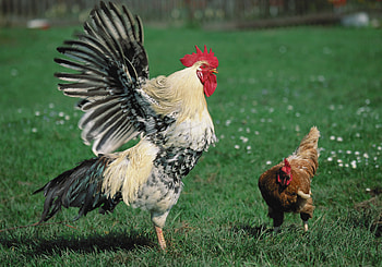 Animals, Grass, Rooster, Hen, Cock HD wallpaper