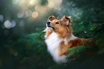 puppy, Animal, shetland sheepdog HD wallpaper