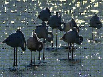 Flamingos, birds, animals, ocean, beach HD wallpaper