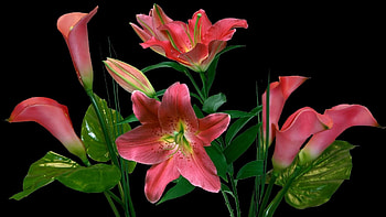 Flowers, Lilies, Bouquet, Black Background, Calla, Callas HD wallpaper