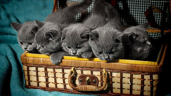 Kittens, pisica, blue, animal, kitten, basket, grey, cute, cat HD wallpaper
