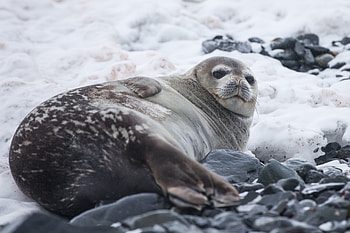 Animals, Lies, Thick, Fat, Seal HD wallpaper