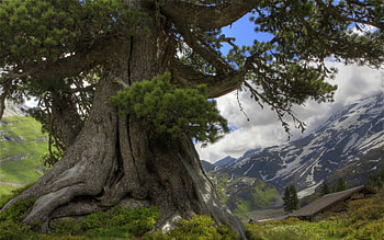 Beautiful Tree, beautiful, moutain, nice, tree HD wallpaper