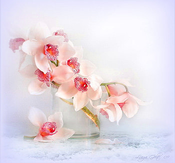 My gift for You, pink, blossoms, vase, blue background, flowers HD wallpaper