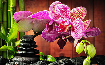 Spa still life, Lovely, Bamboo, Relax, Pretty, Stones HD wallpaper