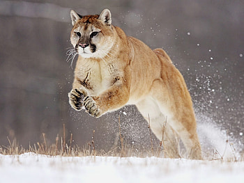 The Jump, winter, field, snow, puma, beautiful, forest, jumping HD wallpaper