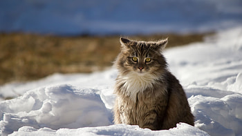 Preview cat, winter, fluffy, snow HD wallpaper