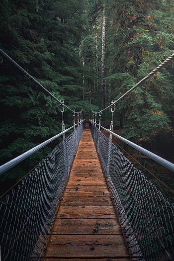 A beautiful suspension bridge amidst a dense forest, perfect for nature backgrounds. HD phone wallpaper