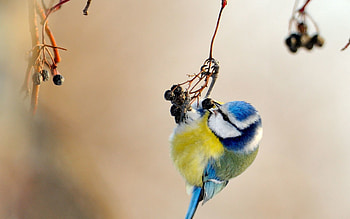 Animals, Bird, Spotted, Spotty, Branch, Tit, Titica HD wallpaper