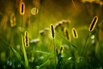 Meadow, plants and grass, portrait HD wallpaper