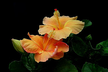Earth flower hibiscus, Orange delight, Stunning floral , Nature's treasure HD wallpaper