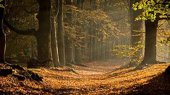 Nature, Forest, Branches, Branch, Path, Foliage HD wallpaper