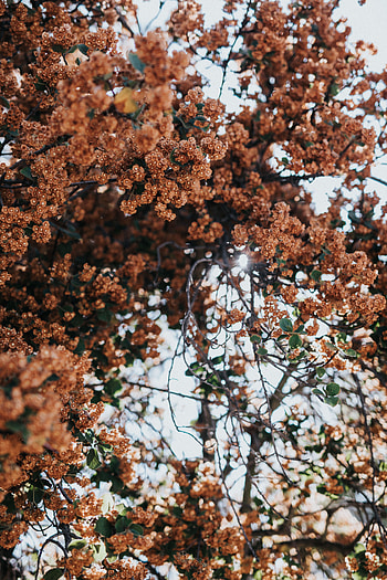 Nature, Flowers, Plant, Wood, Tree, Branches, Bloom, Flowering HD phone wallpaper