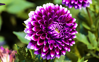 purple dahlia, purple flower, dahlia background, purple flowers, dahlias HD wallpaper