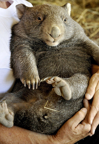 Australian wildlife, Wombat love, Cute animal HD phone wallpaper
