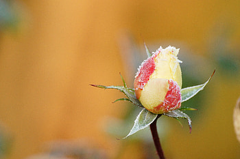 Flowers, Flower, Rose Flower, Rose, Bud, Frost, Hoarfrost HD wallpaper