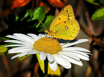 Clouded Sulphur, white and yellow, butterfly, daisy, yellow, flower, green HD wallpaper