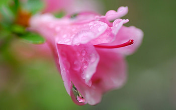 Drops, Flower, Macro, Petals, Dew HD wallpaper